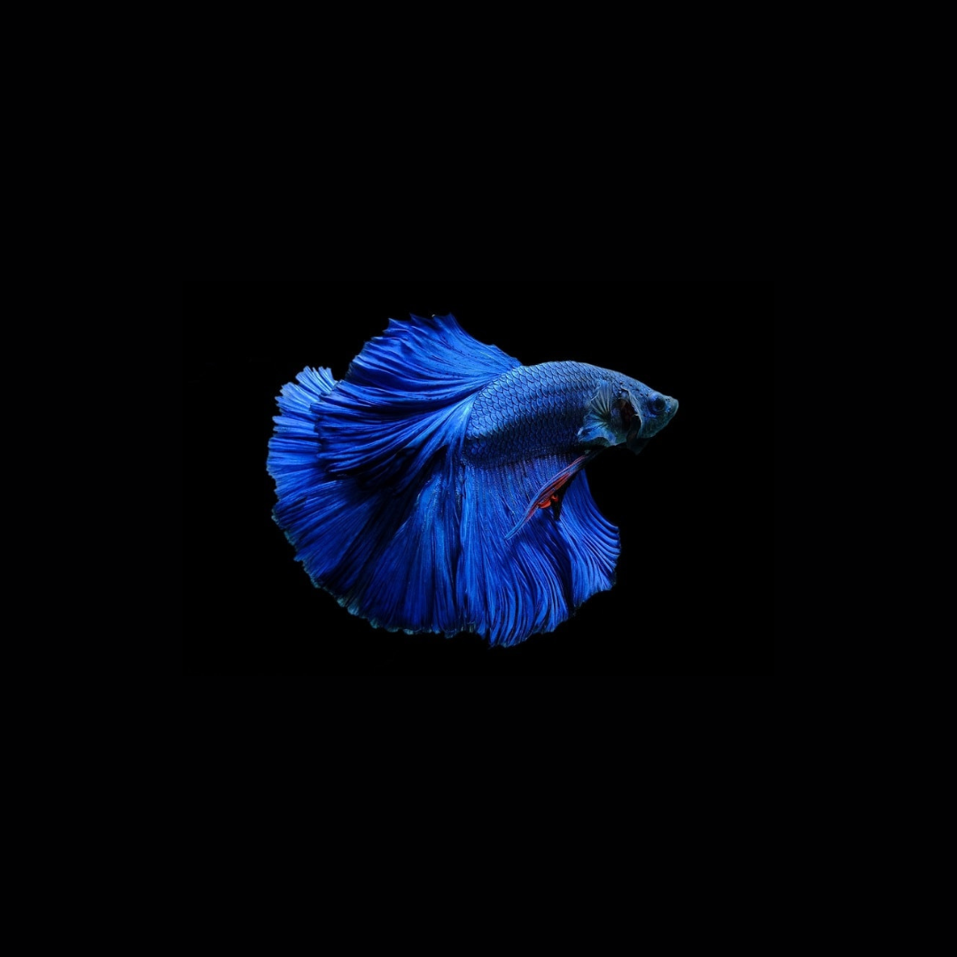 Betta Blue color OHM | Male