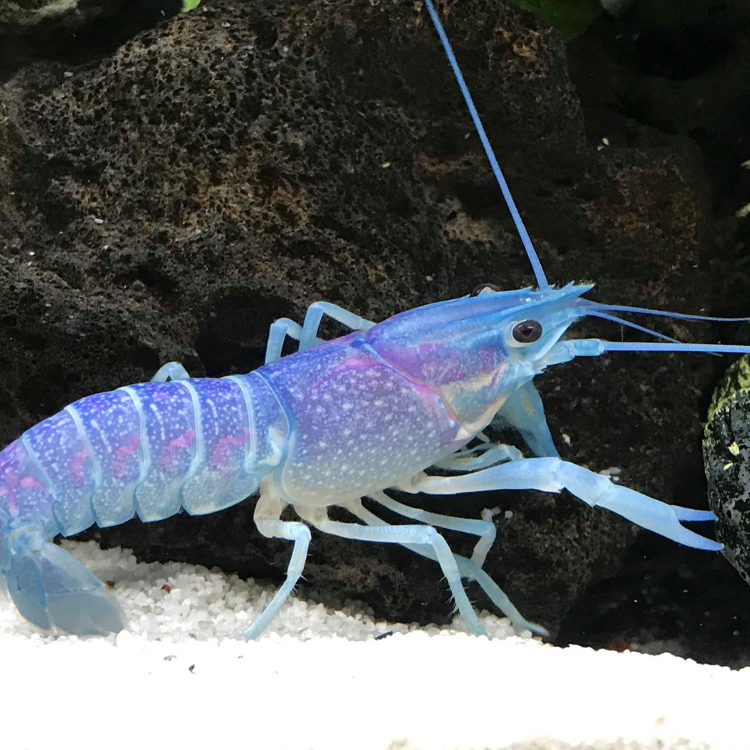 Lobster Blue Crayfish (7-8 Cms) | Single