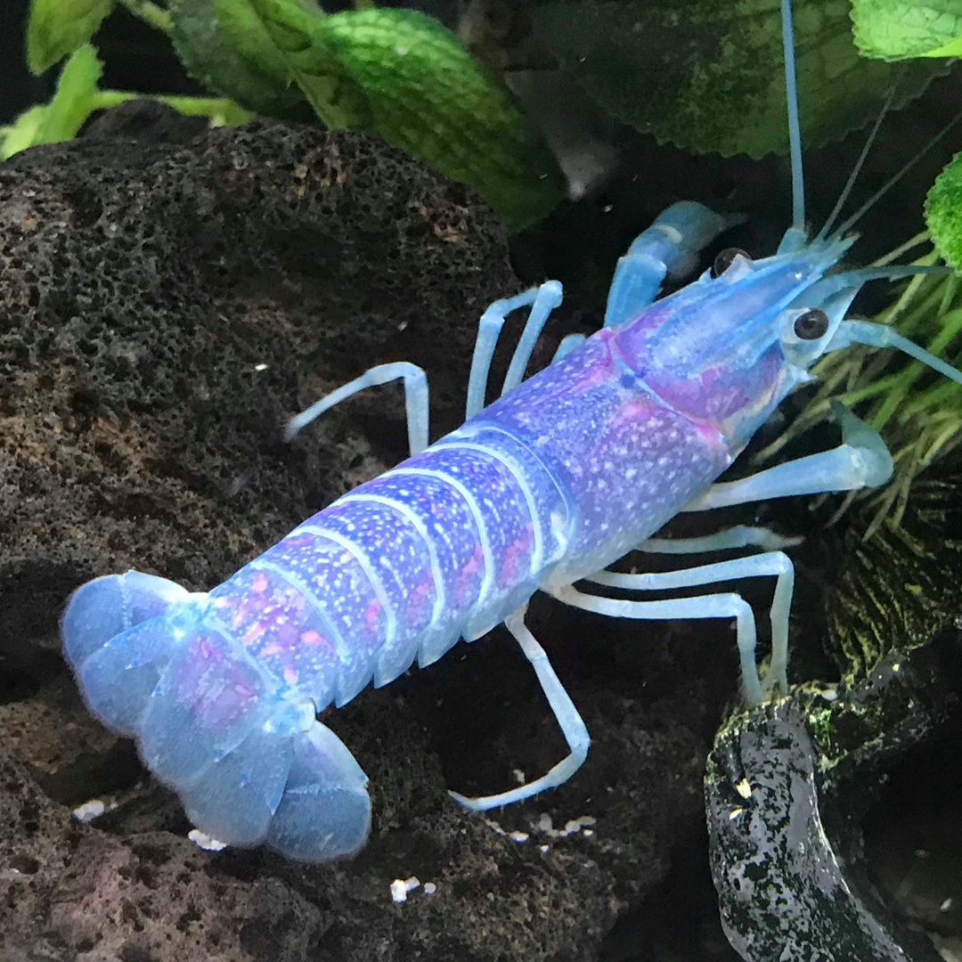 Lobster Blue Crayfish (7-8 Cms) | Single