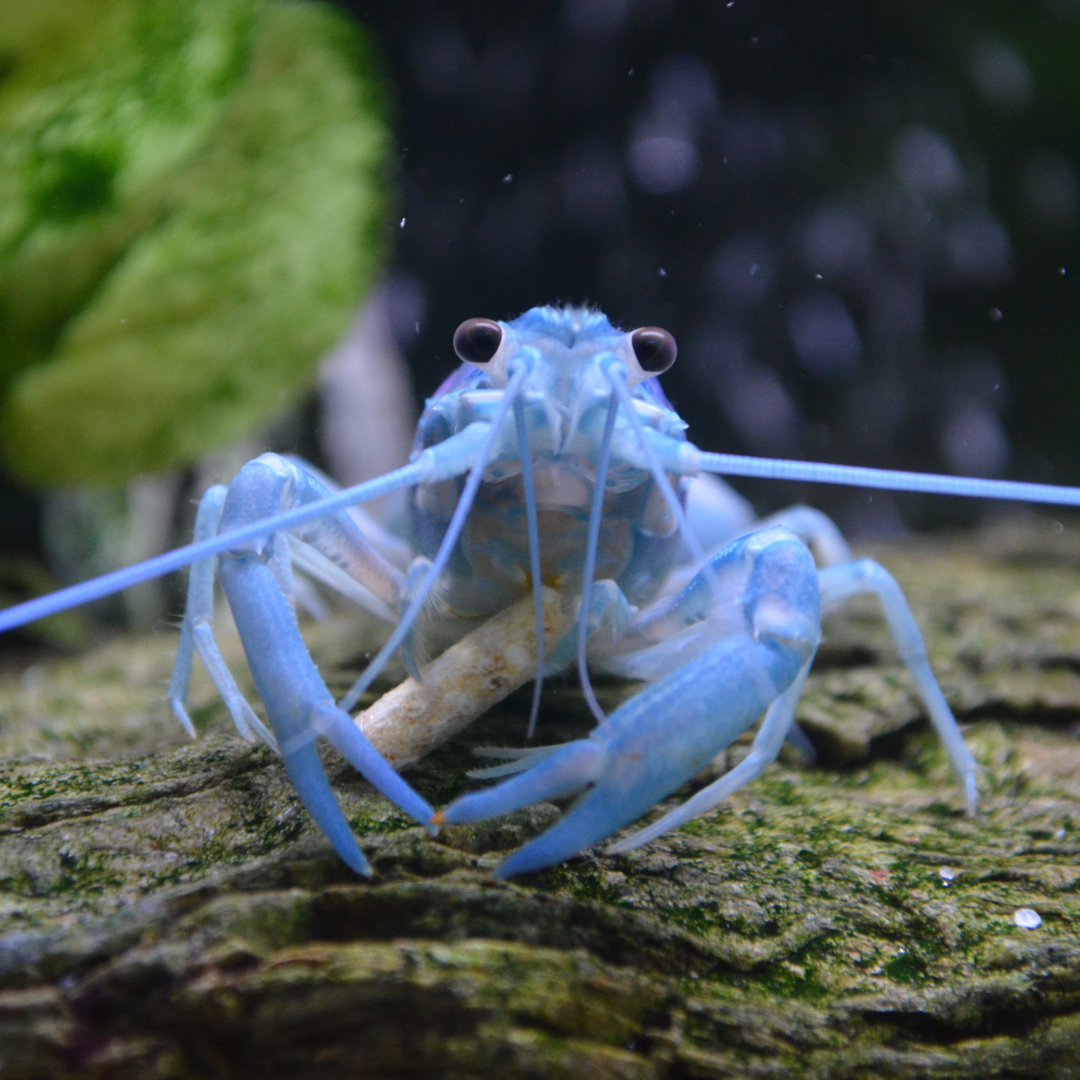 Lobster Blue Crayfish (7-8 Cms) | Single