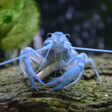 Lobster Blue Crayfish (Semi Adult) | Single