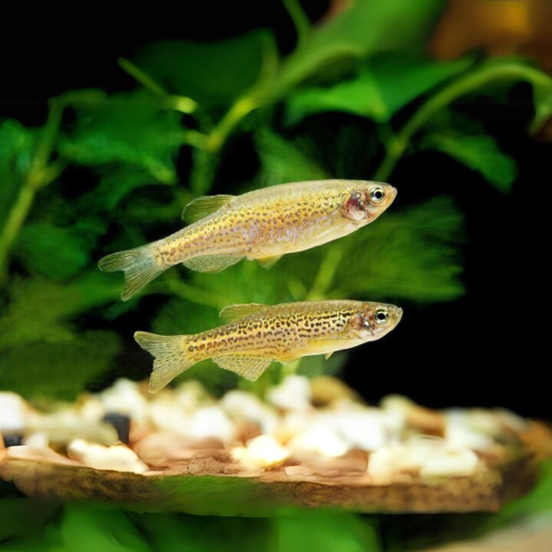 Zebra Spotted Leopard Danio | Single