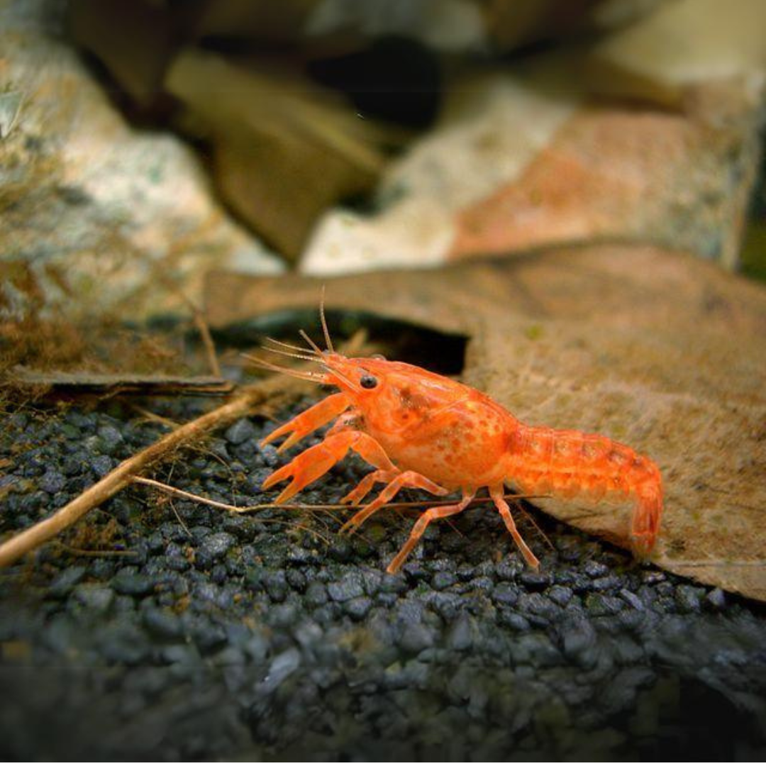 Lobster Orange Crayfish (2-3 Cms) | Single