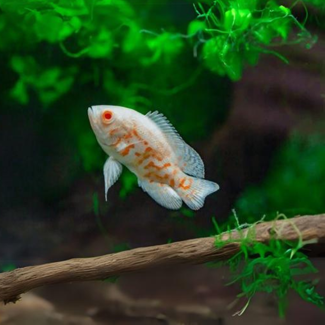 Oscar Albino Tiger (2-3 Inches) | Single