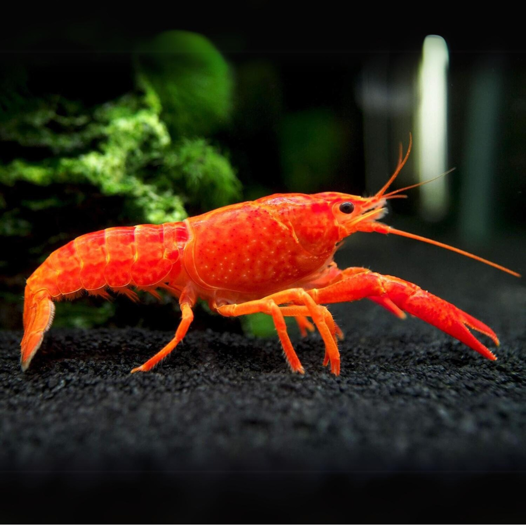 Lobster Red Crayfish (7-8 Cms) | Single