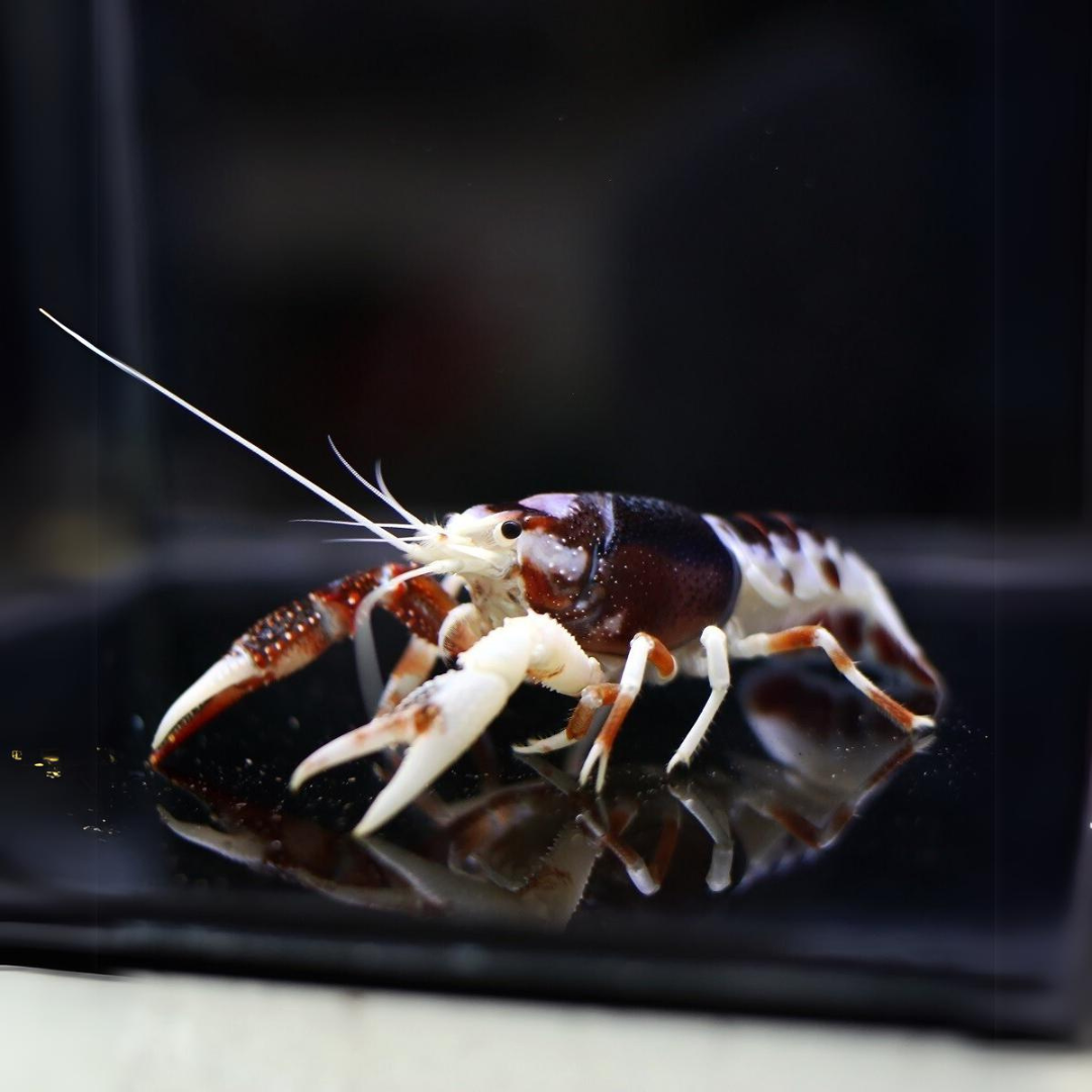 Lobster Ghost Crayfish (7-8 Cms) | Single