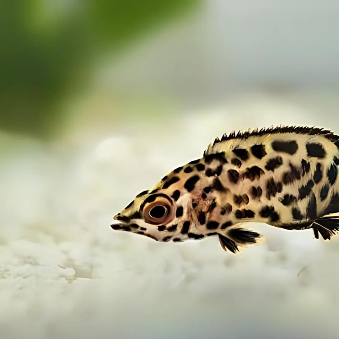 Leopard Gourami (4-5 Cms) | Single