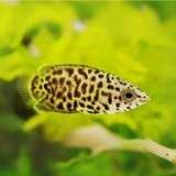 Leopard Gourami (4-5 Cms) | Single