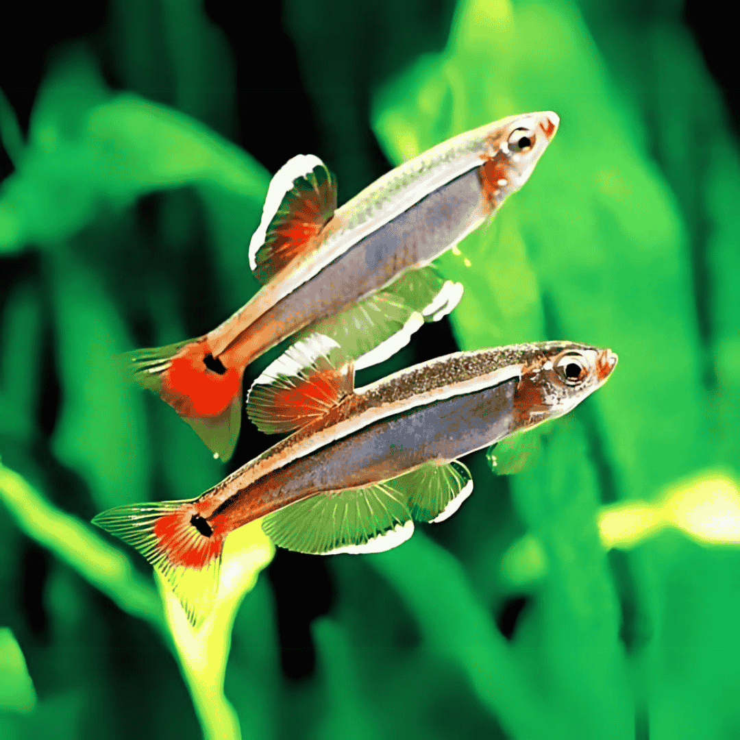 Mountain Minnows Tetra | Planted Tank Fish | Single