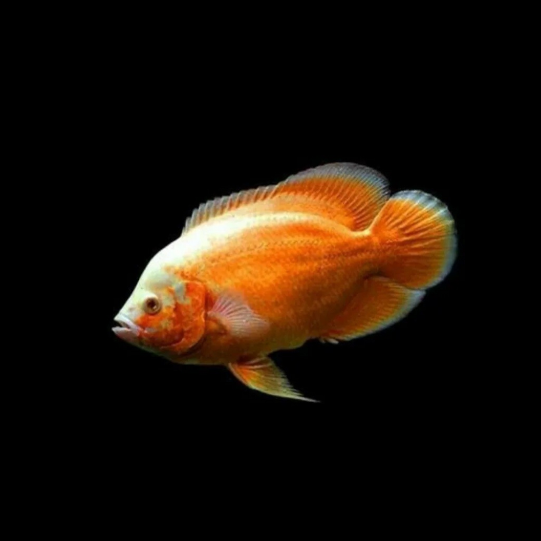 Oscar Albino Copper (3-3.5 Inches) | Single