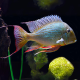 Geophagus Surinamensis (5-6 Inches) | Single