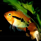 Rainbow Cichlid (2-3 Inches) | Single