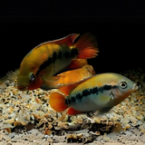 Rainbow Cichlid (2-3 Inches) | Single