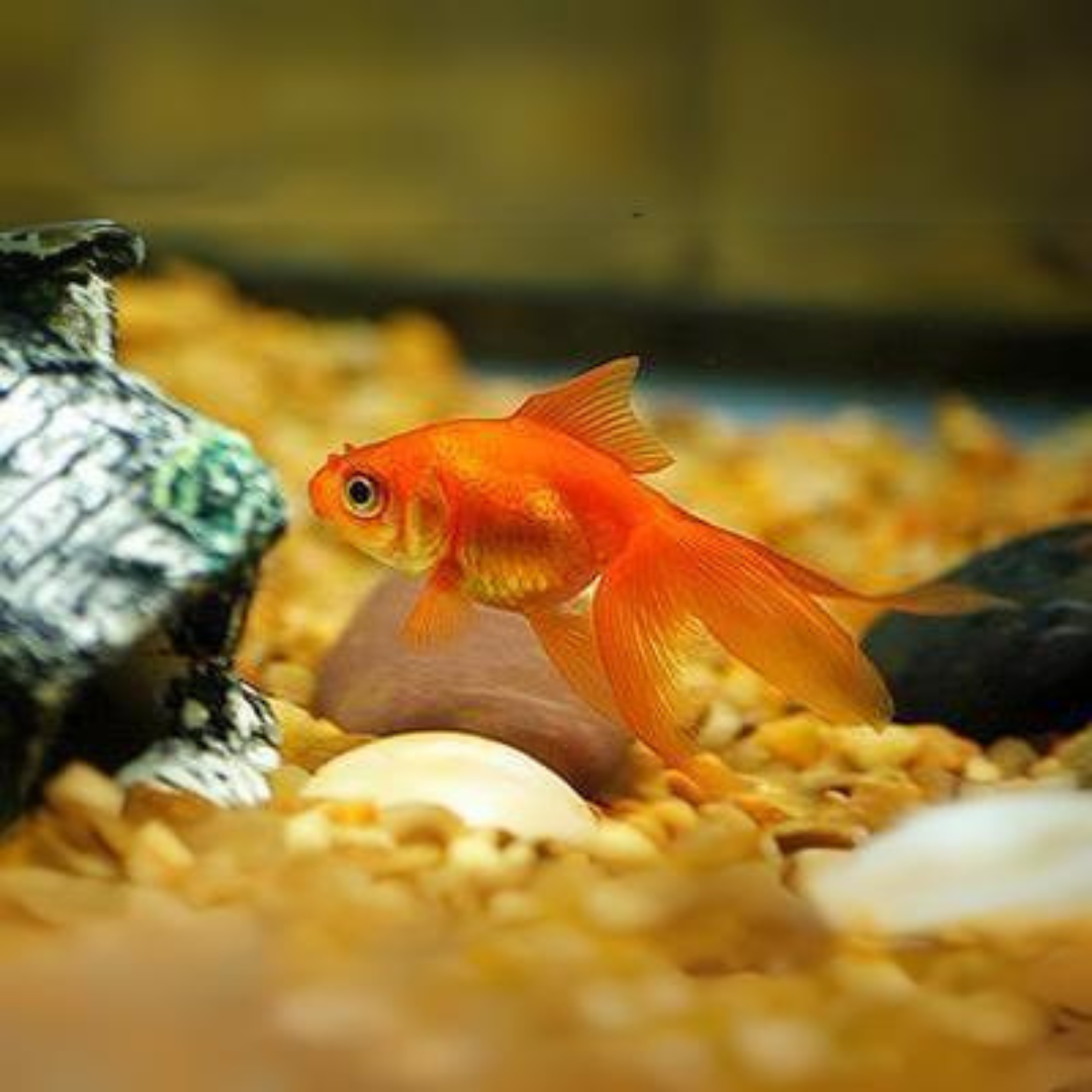 Gold Fish (5-6 cms) | Single