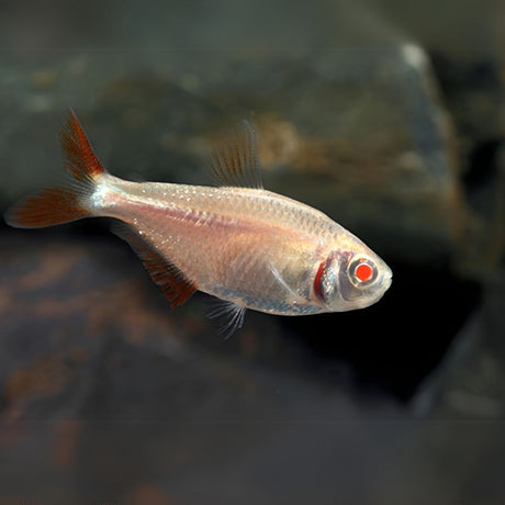 Albino Red Eye Buenos Tetra | Single