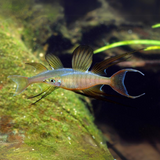 Rainbow Thread Fin | Planted Tank Fish | Pair