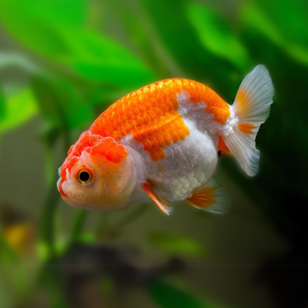 Ranchu Gold Fish (4-5 Cms) | Single