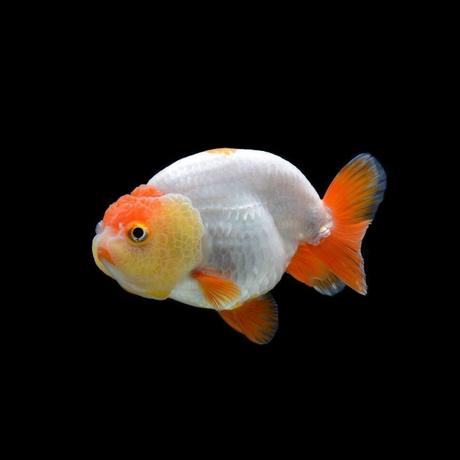 Ranchu Gold Fish (4-5 Cms) | Single