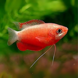 Red Honey Gourami (7-8 Cms) | Single