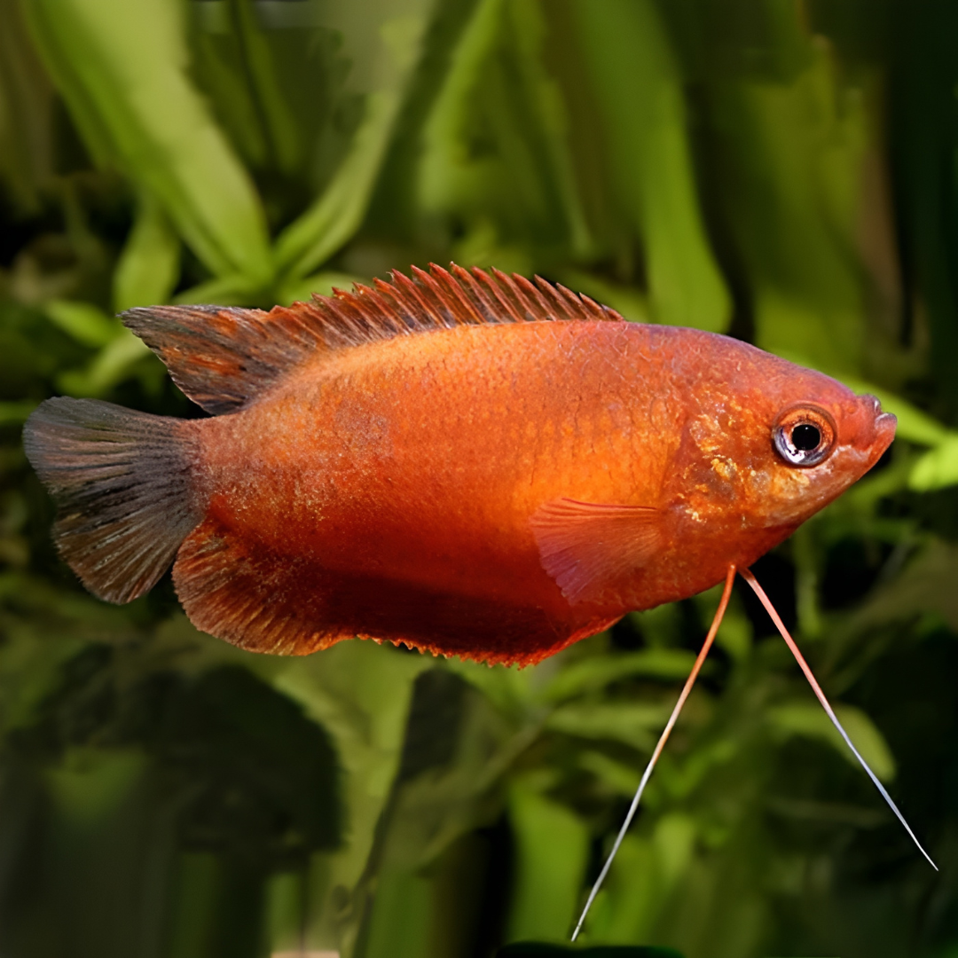 Red Honey Gourami (7-8 Cms) | Single