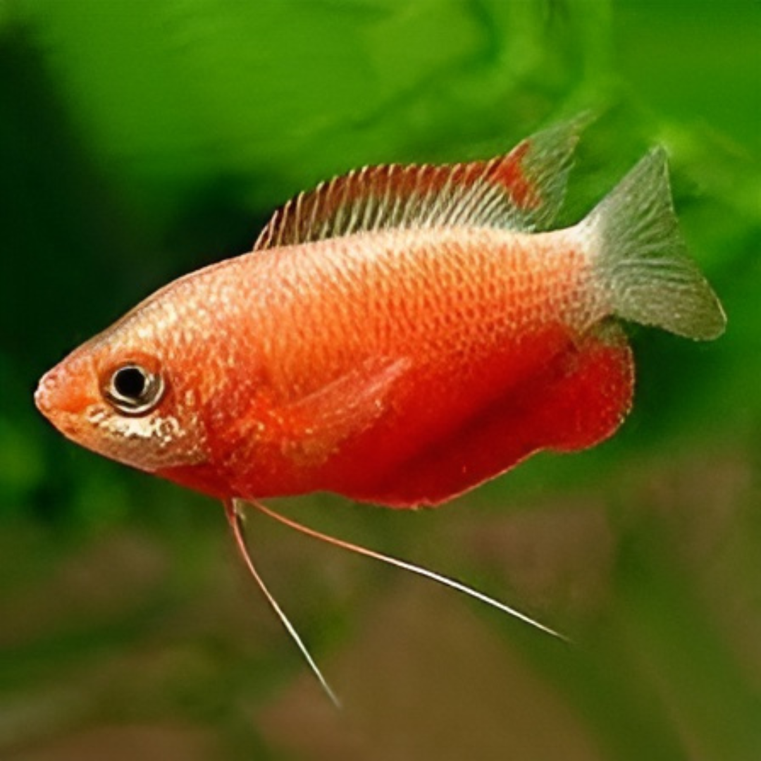 Red Honey Gourami (7-8 Cms) | Single