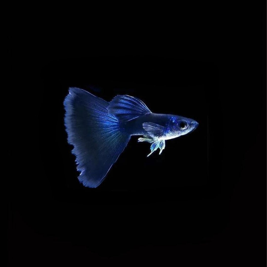 Guppy Electric Blue | Male &  Female