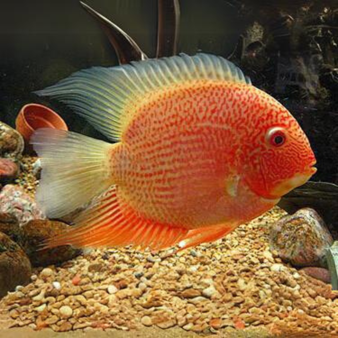 Red Spotted Severum (2-3 cms) | Single