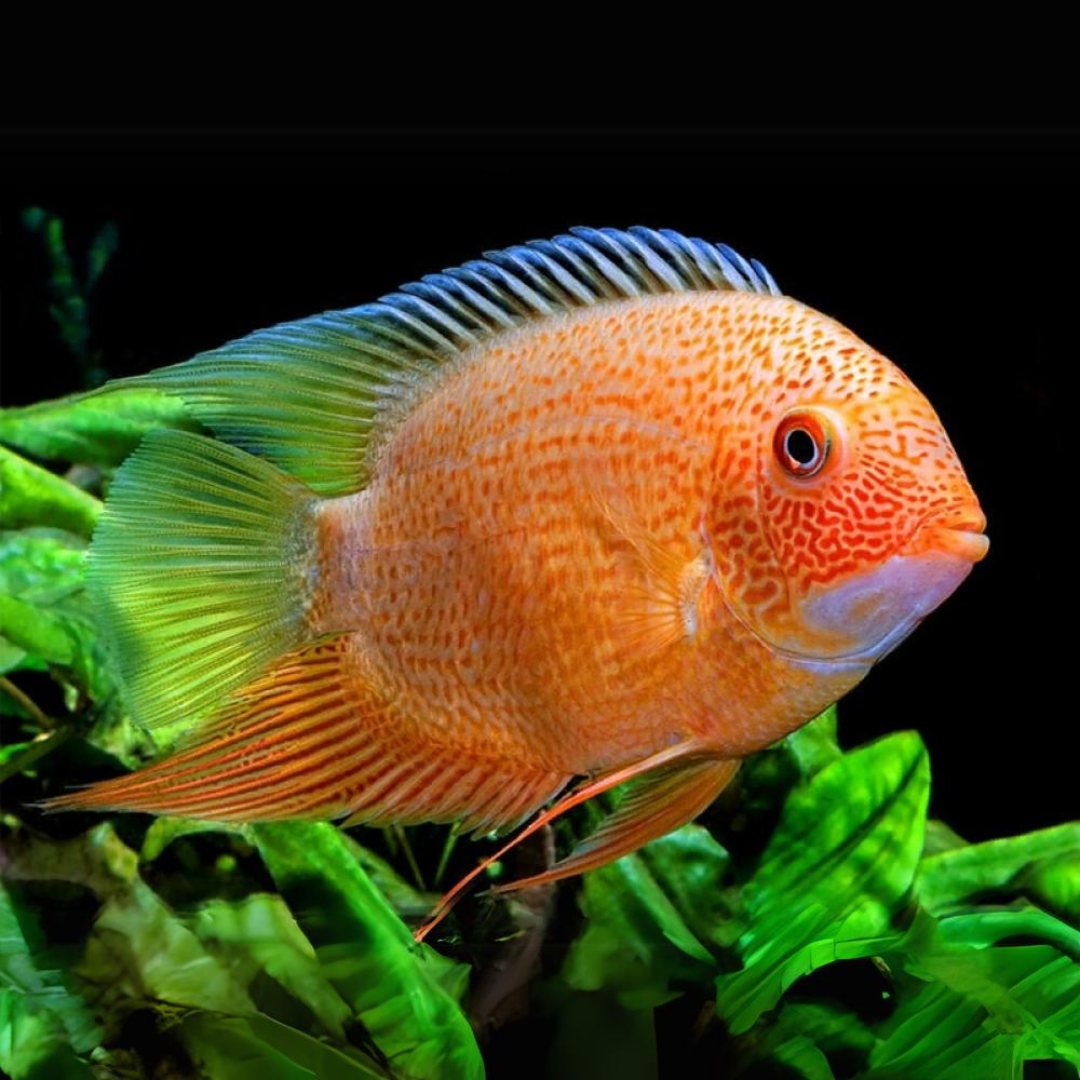 Red Spotted Severum (2-3 cms) | Single