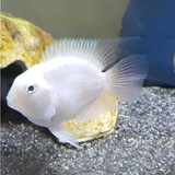 White Polar Parrot | Juvenile | Single