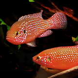 Jewel Cichlid (3-4 cms Inches) | Single