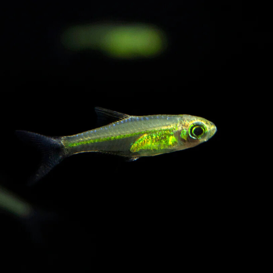 Kubatoi Rasbora | Planted Tank Fish | Single