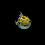 Puffer Fish (2 Inches) | Single