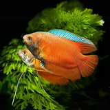 Neon Red Dwarf Gourami (4-5 cms) | Single