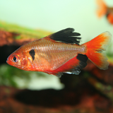 Serpae Tetra Veiltail Adult | Single