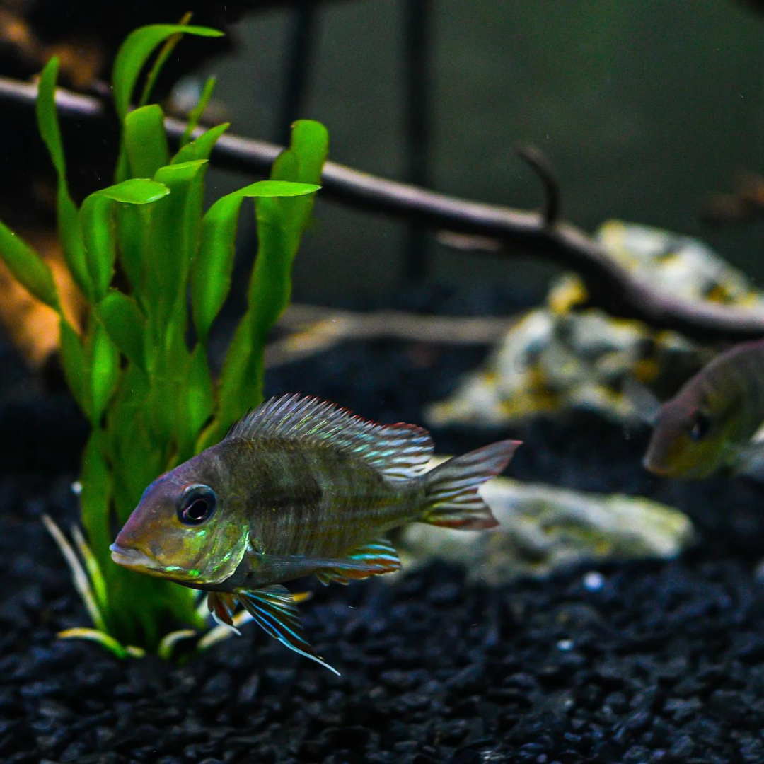 Geophagus Red Head Tapajos (5-6 inches) | Single