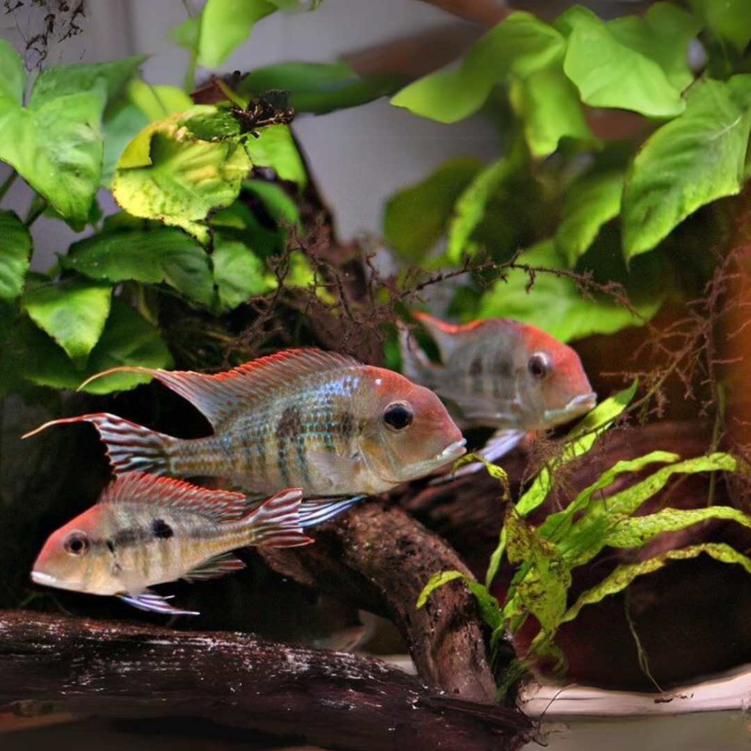 Geophagus Red Head Tapajos (2-3 cms) | Single