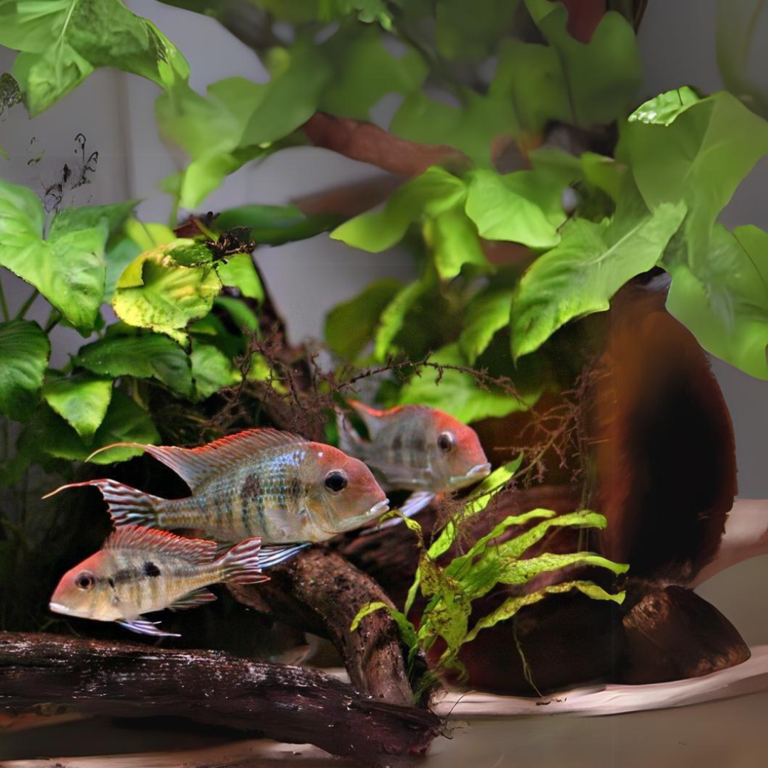 Geophagus Red Head Tapajos (3-4 Cms) Single