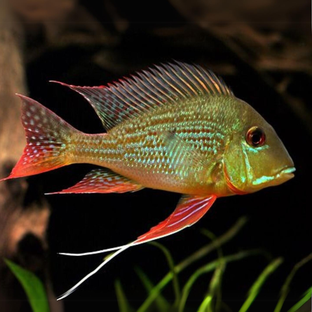 Geophagus Surinamensis (5-6 Cms) | Single