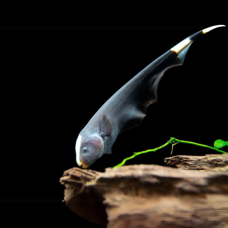 Black Ghost Knife Fish | Single