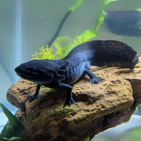 Axolotl Black (7-8 Inches) | Single