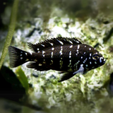 Northern Africa Lake White Spotted Duboisi Cichlid (1.5-2 Inches) | Single