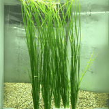 Vallisneria | Pot Live Plant (Offer)