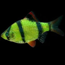 Neon Green Tiger Barb | Single