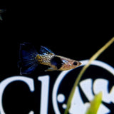 Guppy Snake Skin Blue Tail | Male & Female