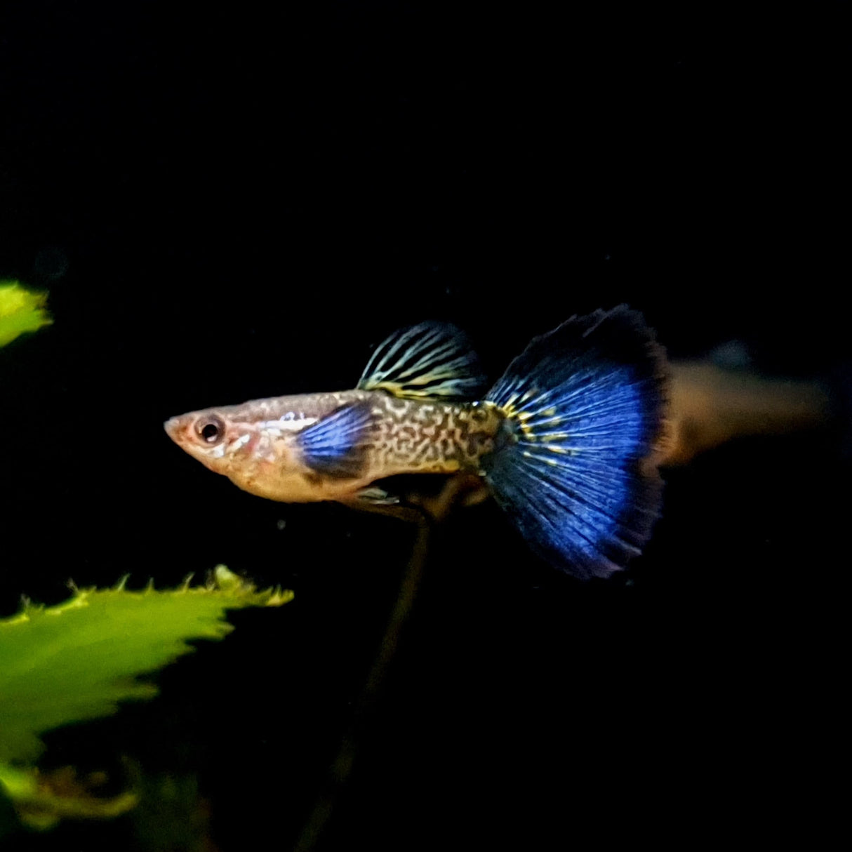 Guppy Snake Skin Blue Tail