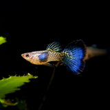 Guppy Snake Skin Blue Tail | Male & Female