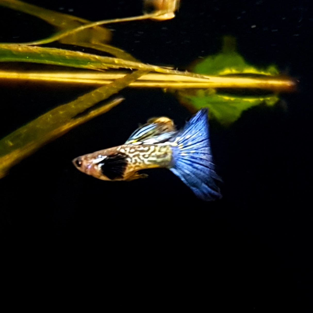 Guppy Snake Skin Blue Tail | Male & Female