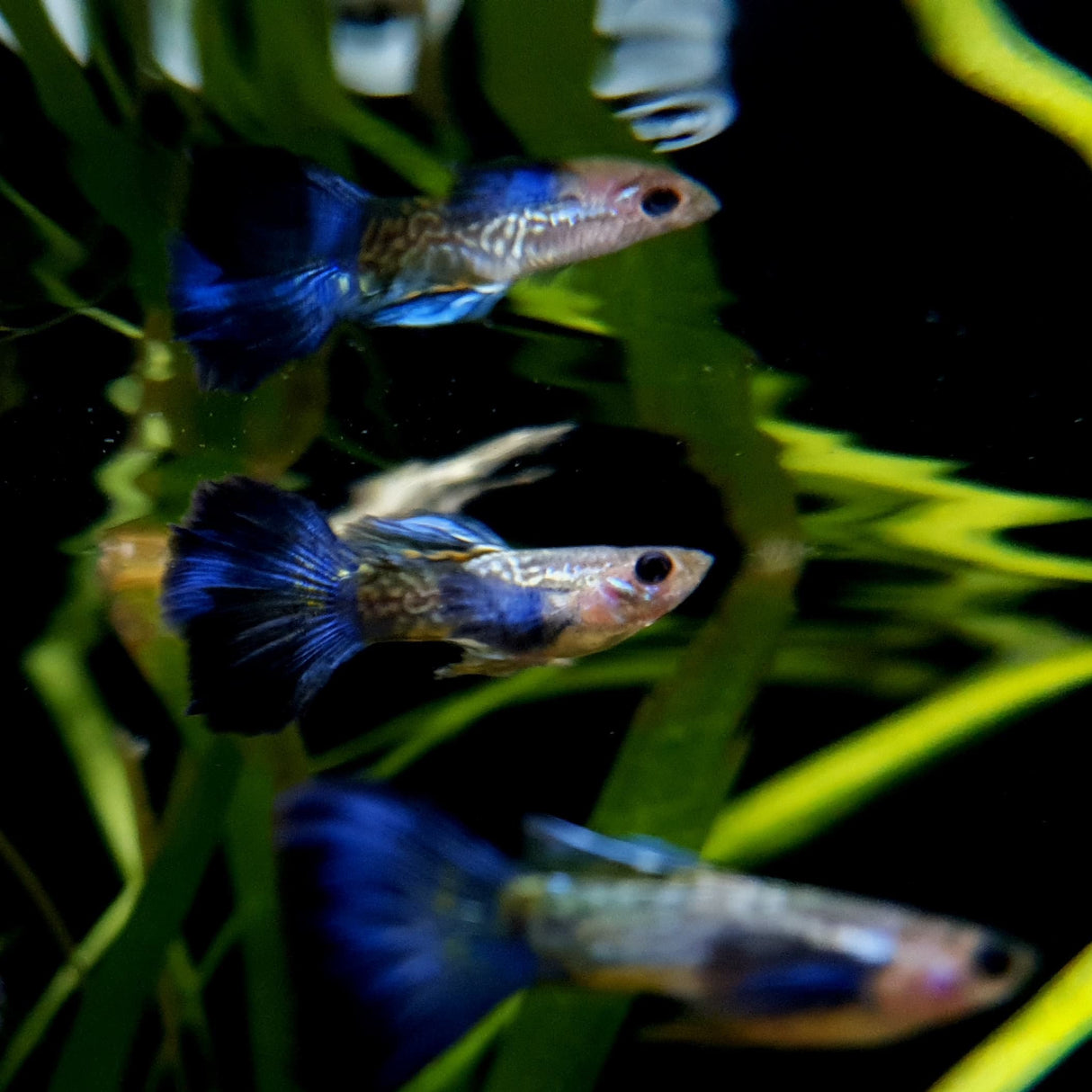 Guppy Snake Skin Blue Tail | Male & Female