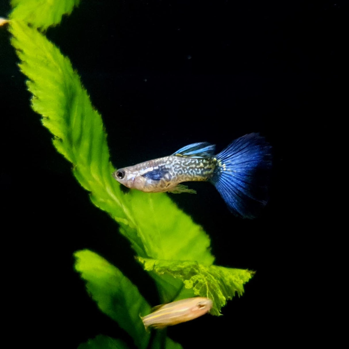 Guppy Snake Skin Blue Tail | Male & Female