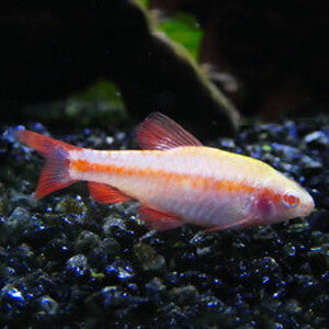 Albino Cherry Barb | Planted Tank Fish | Single